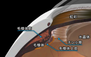 目の部位のイメージ
